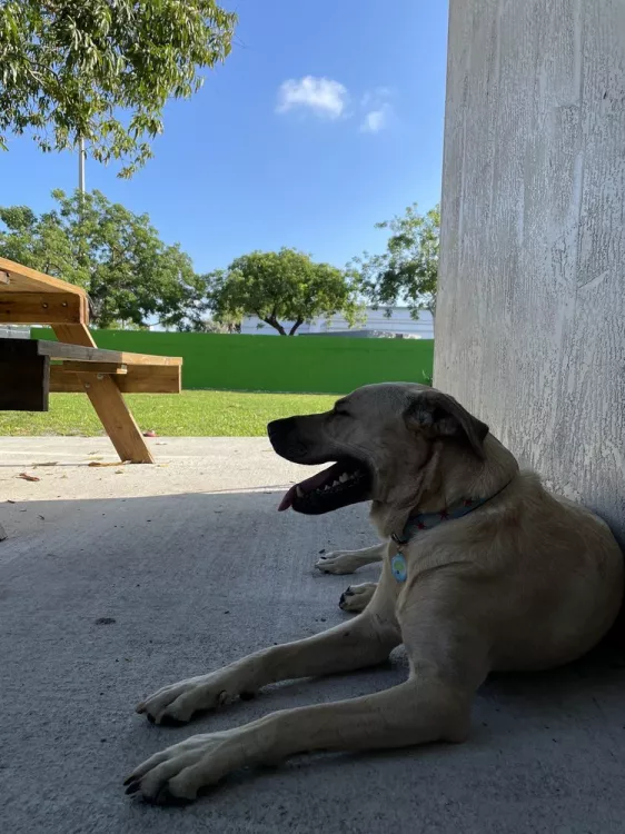 Yoli’s Dog House, Florida, Miami